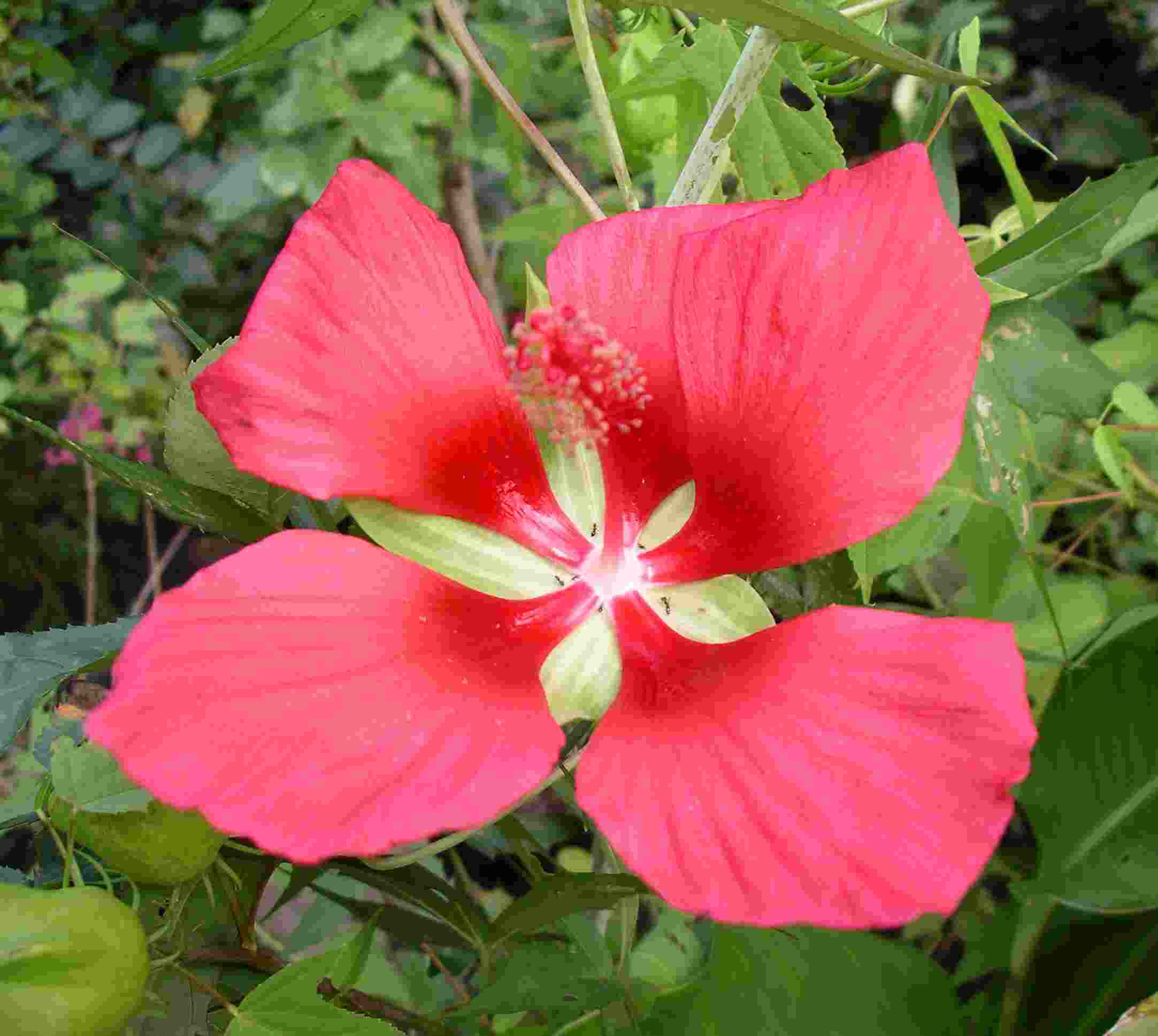 Hibiscus coccineus flower