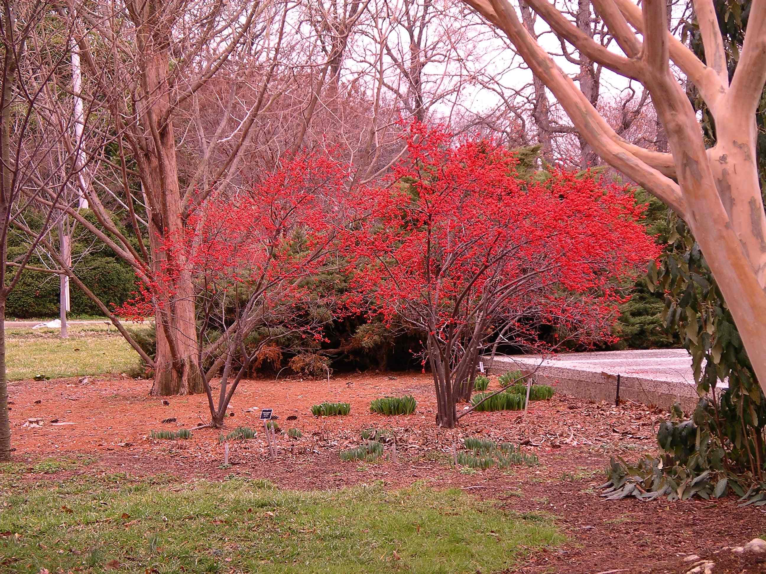 Ilex verticillata feasts the eyes, and the birds, throughout winter.