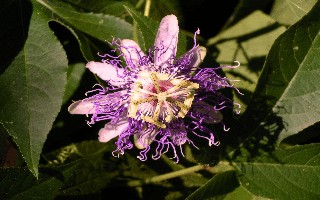 Passiflora incarnata