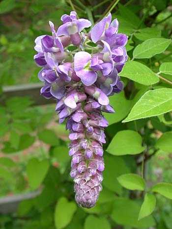 Wisteria frutescens